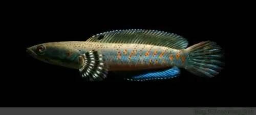 替代黑魚 雷龍魚 天天看點