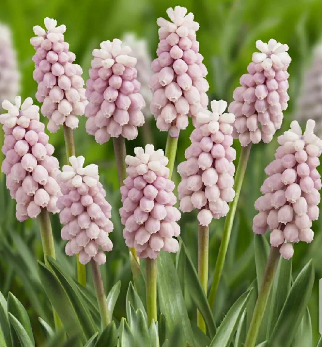 花语传说:风信子,被弃美人花!一见钟情忘不了,蓝色精灵入梦来