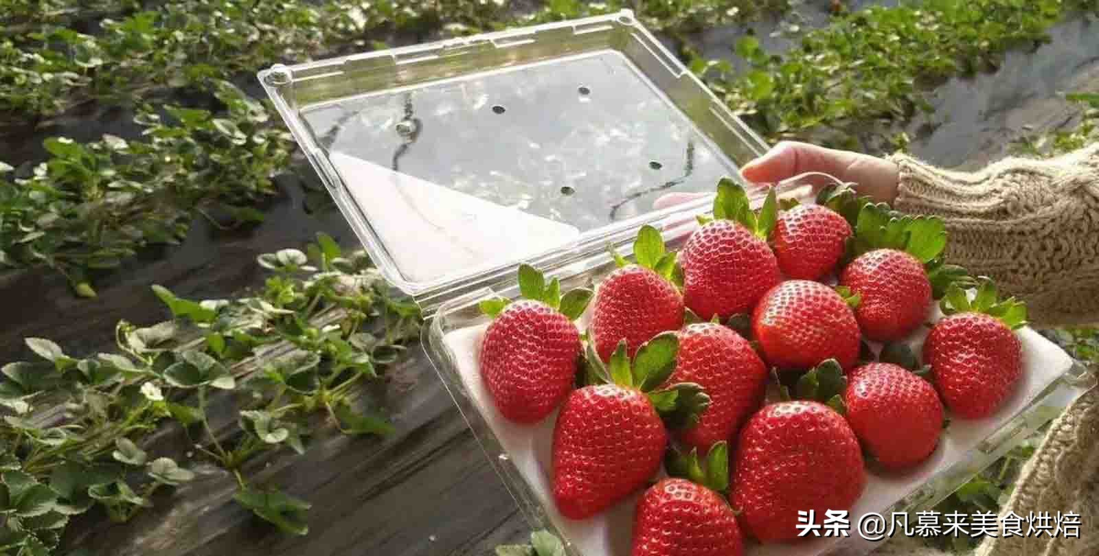 24种常见草莓品种，中国20大草莓产地？哪里的草莓最好吃？