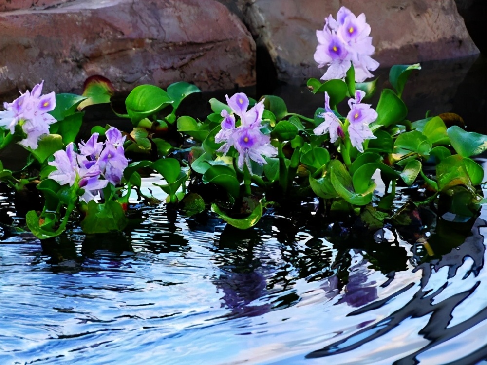 家里的大缸,装满水种上这些植物,种出唯美的水景