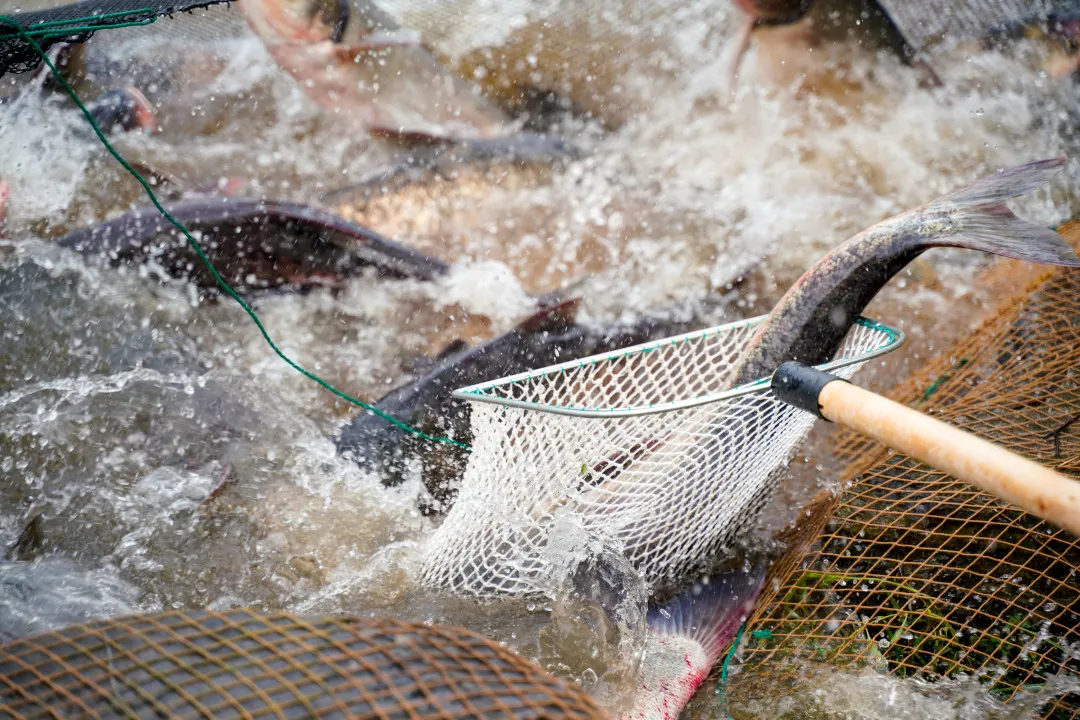 金职喊你免费吃鱼啦