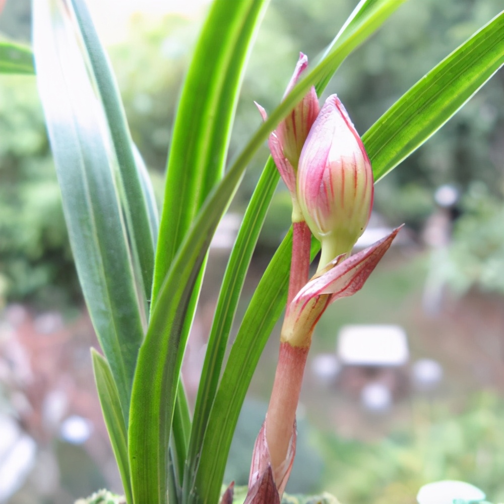 盘点云南春兰荷瓣精品,痛快感受兰花之美