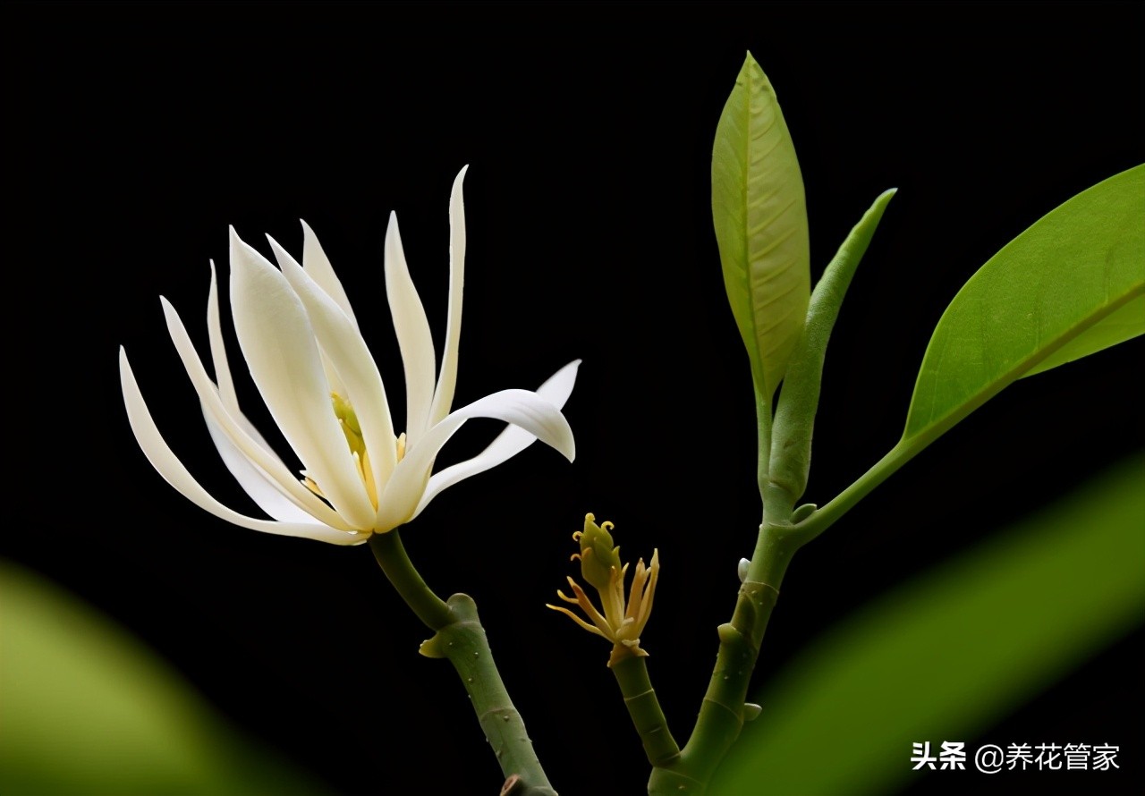 缅桂花图片（1分钟带你了解缅桂花的真正样子）