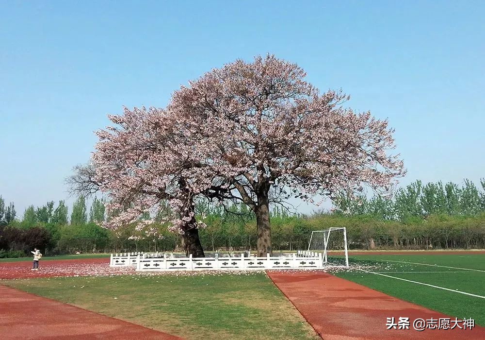 2020考生不得不收藏的山东女子学院数据（附公费师范生详细数据）