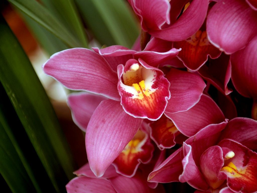 大花蕙兰花序较长,小花数一般大于10朵.