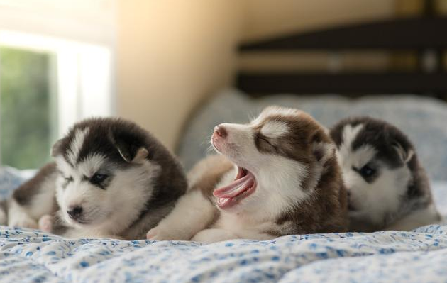 母狗调教学校双胞胎（母狗为什么把幼崽）