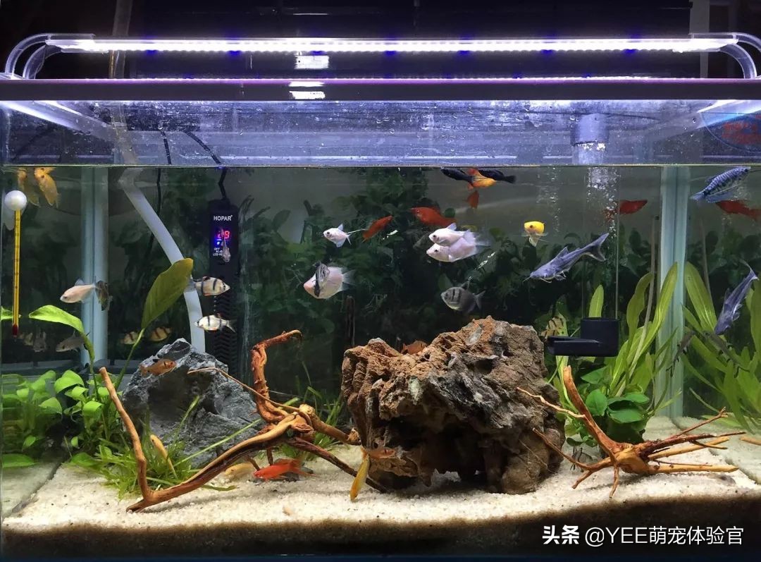 从河里来的蓝鲨,用什么方法能养活