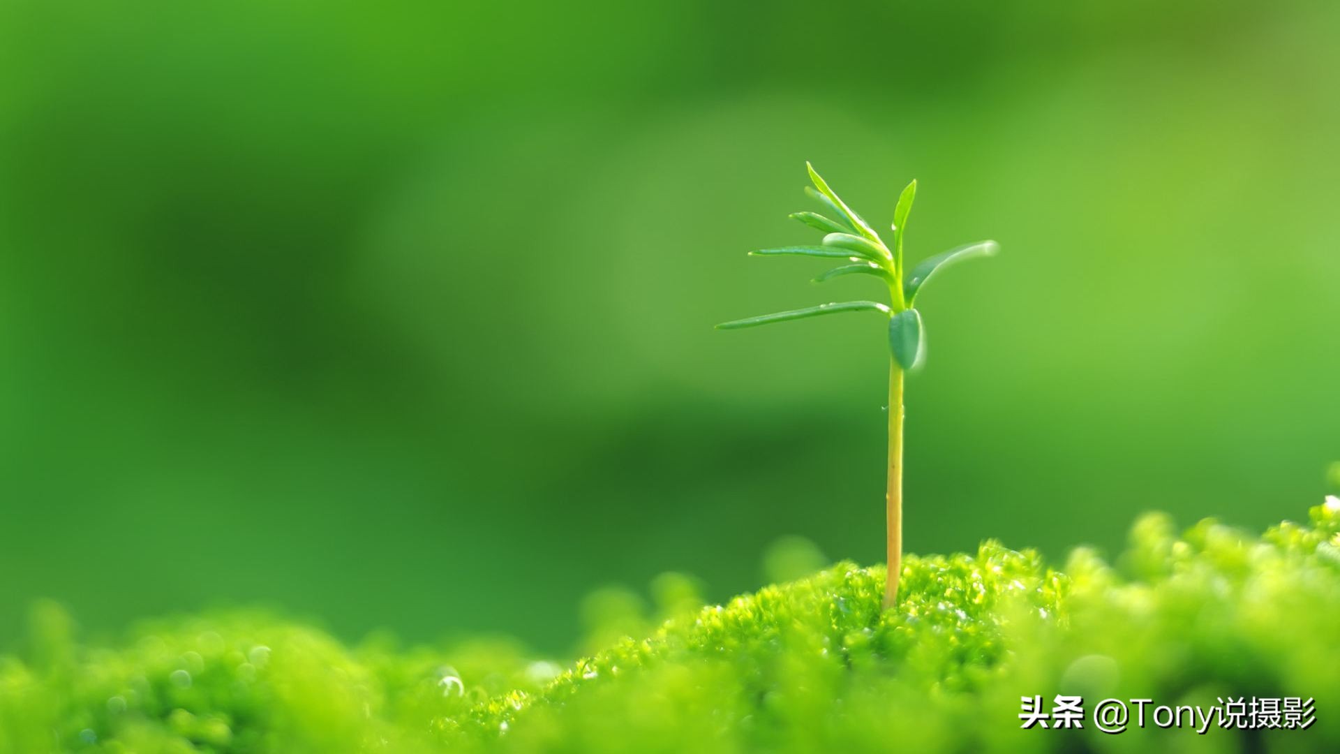 8句摄影口诀教你控制景深,拍出好照片