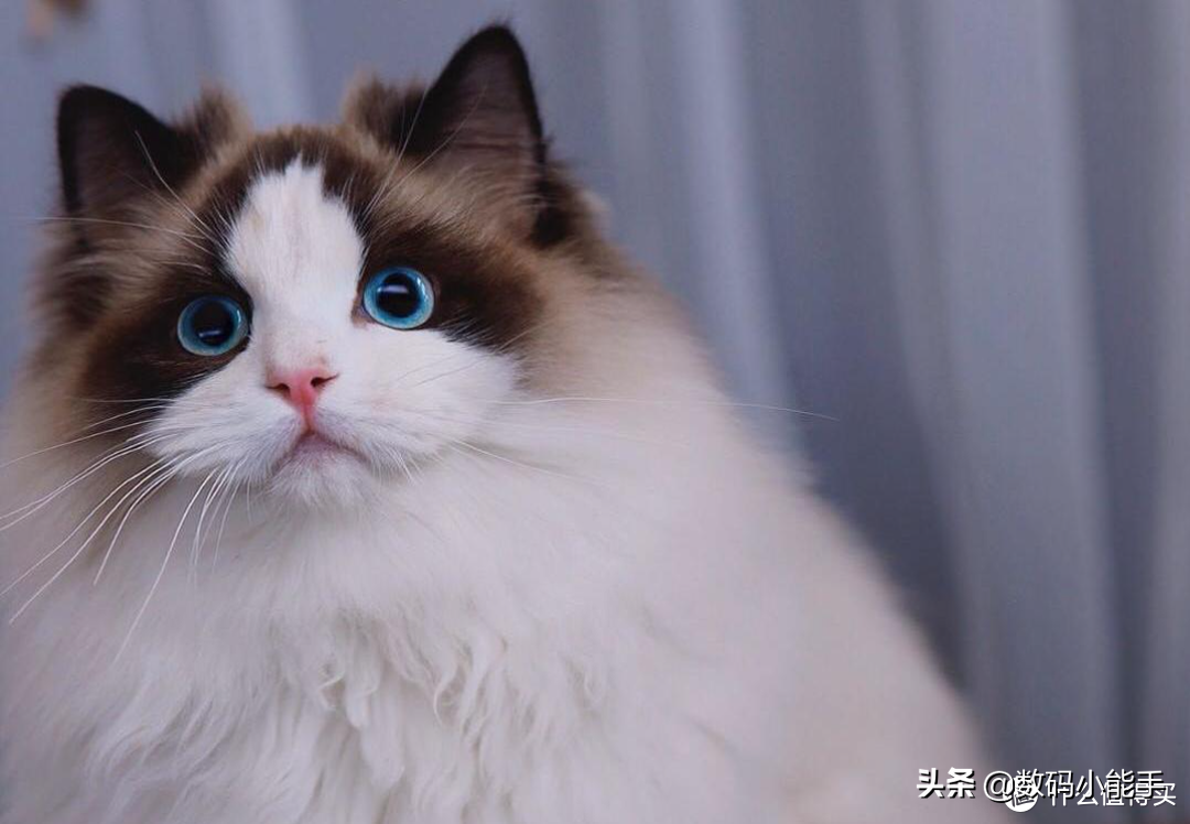 十大宠物猫排名中国图片