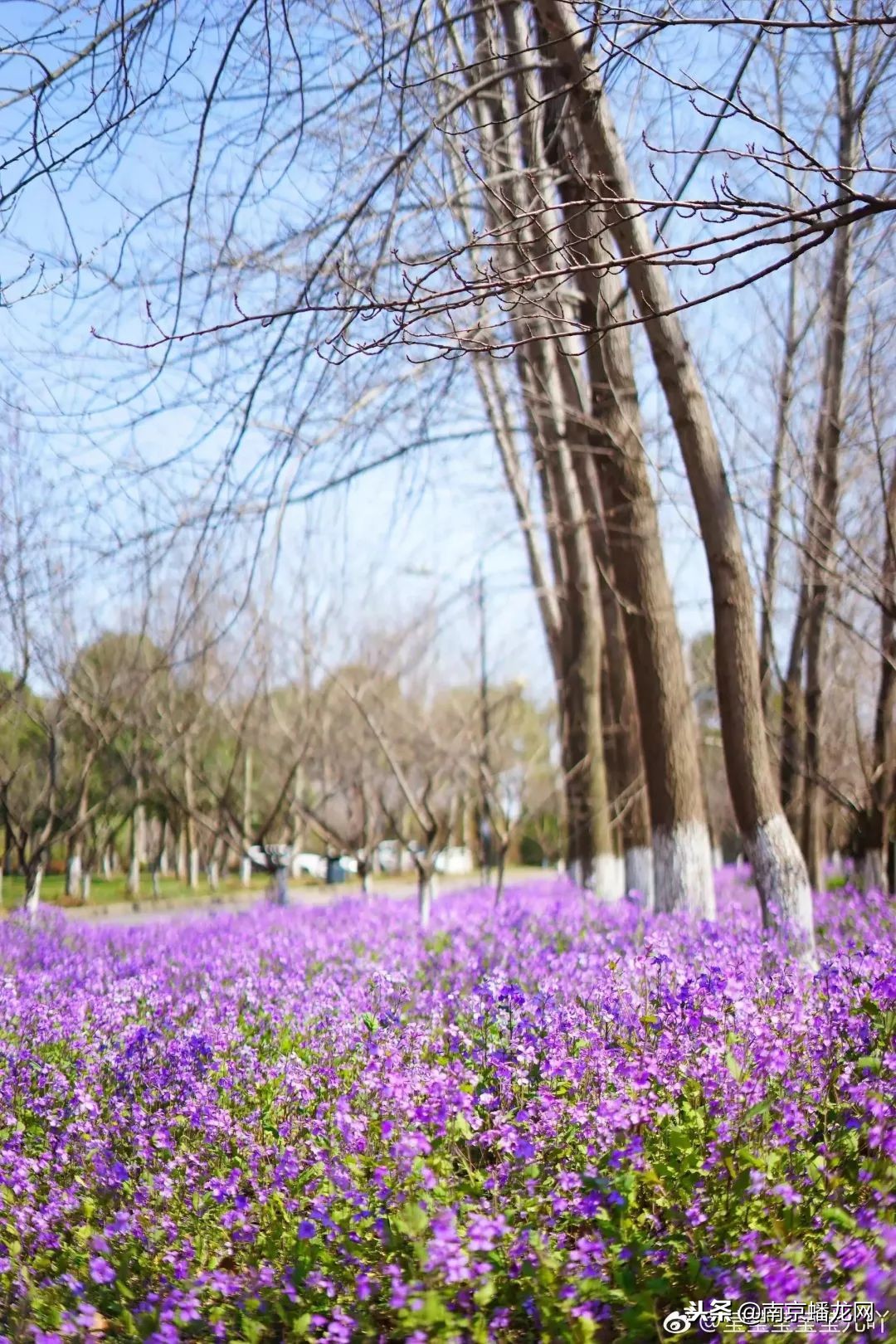 南京信息工程大学，又火了！