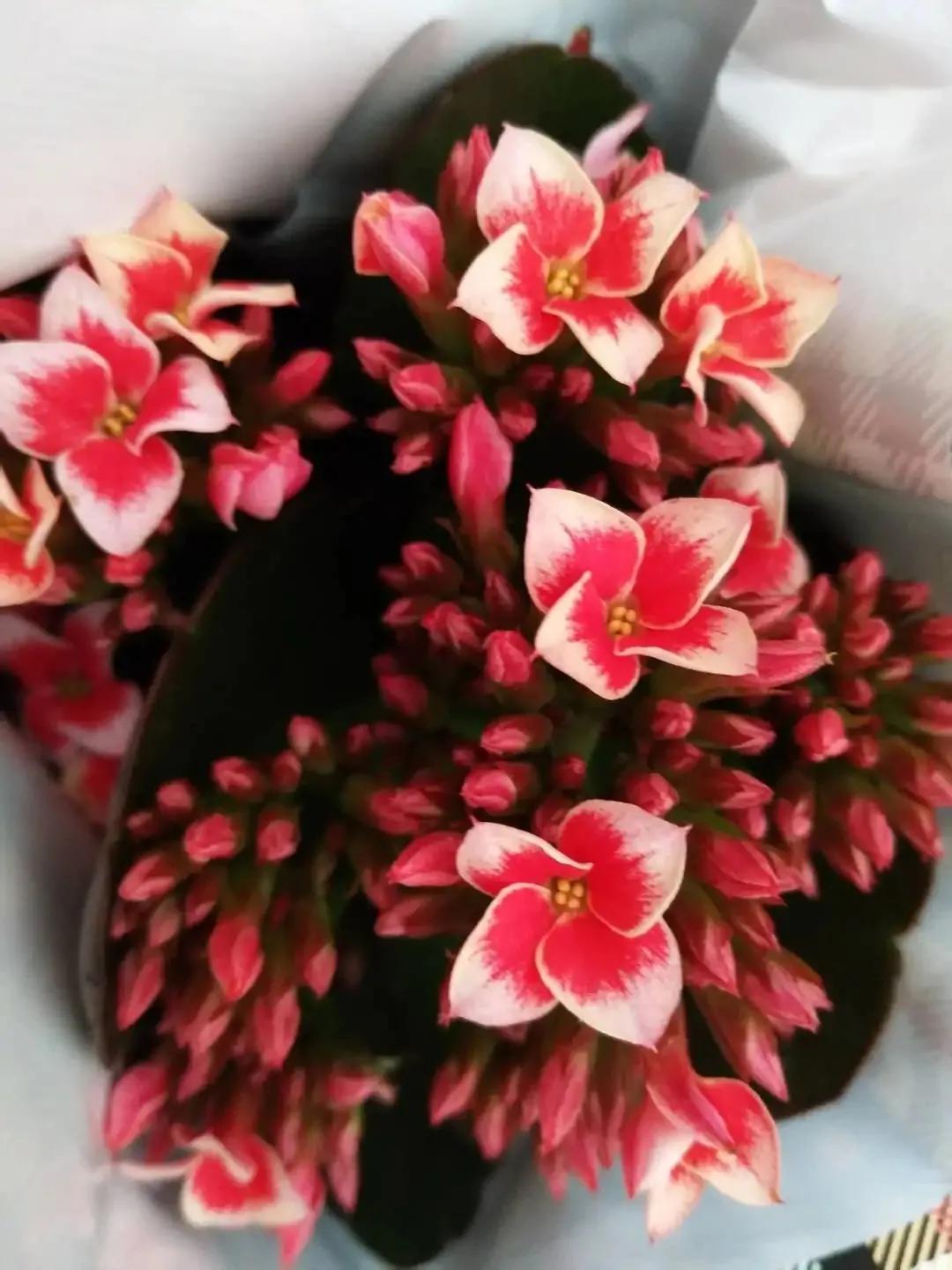 玫红单25.珍珠粉23.海伦21.紫单▲图片来自花友阳光云朵19.