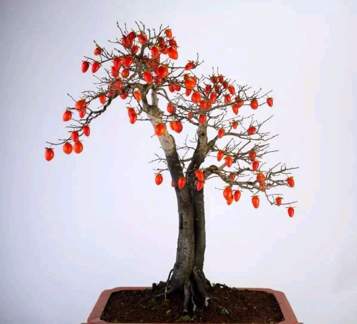 养老鸦柿就用这几招,植株健壮结果多,你做对了吗?