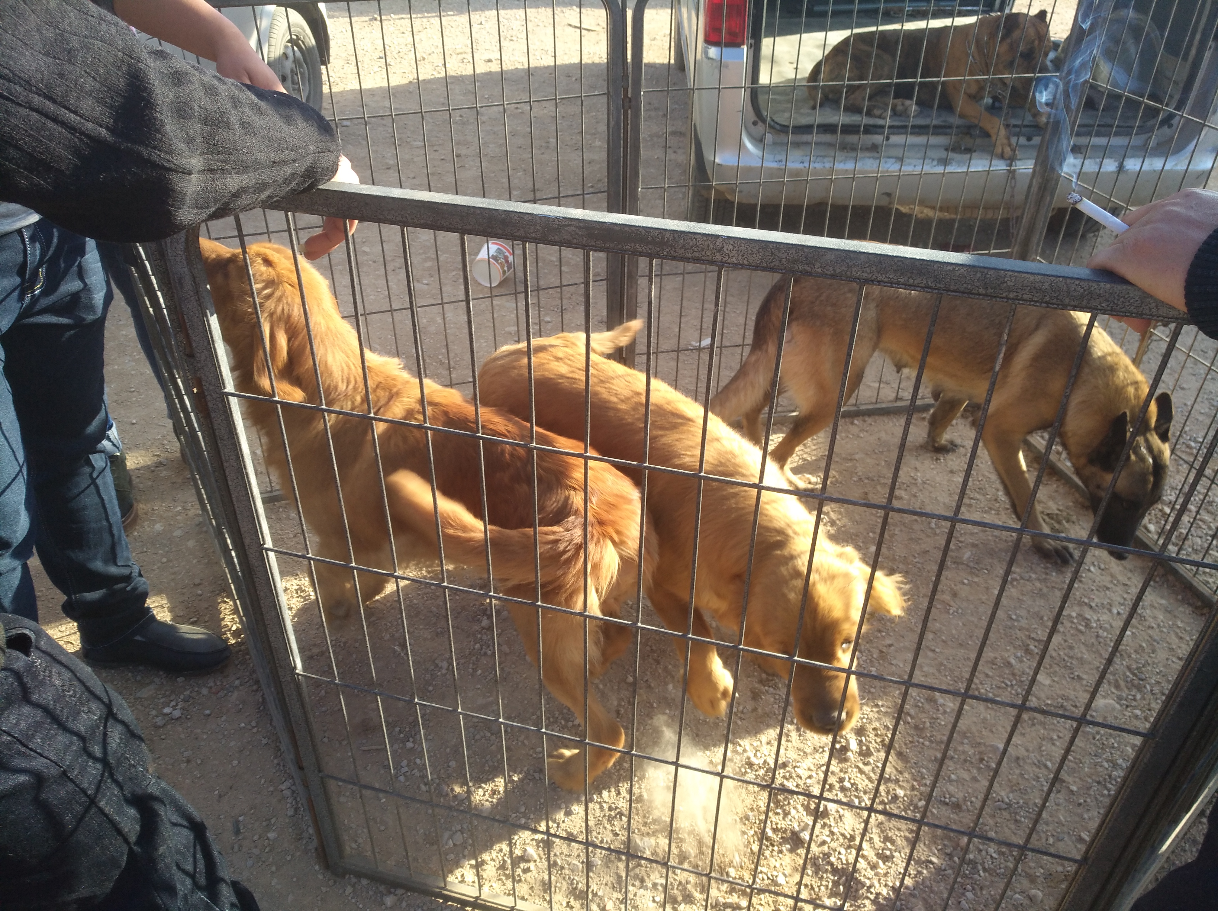 大金毛犬价格多少钱一只