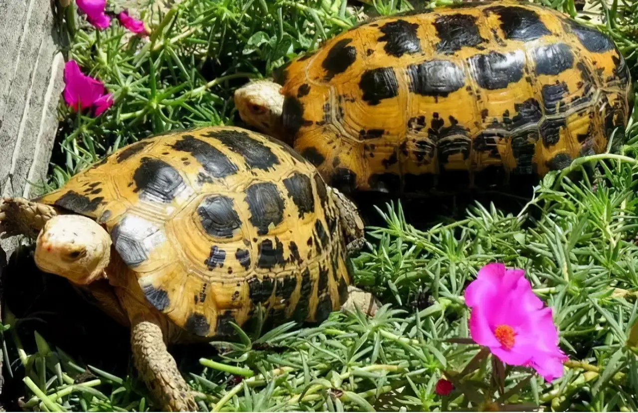 乌龟的种类图片及名称（乌龟的品种图片）