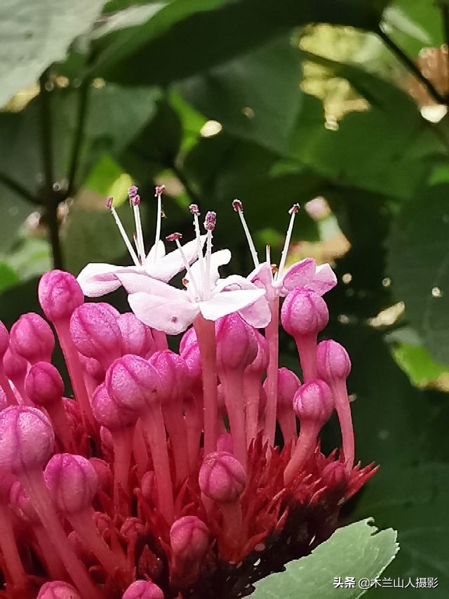 臭牡丹花,又名大紅袍