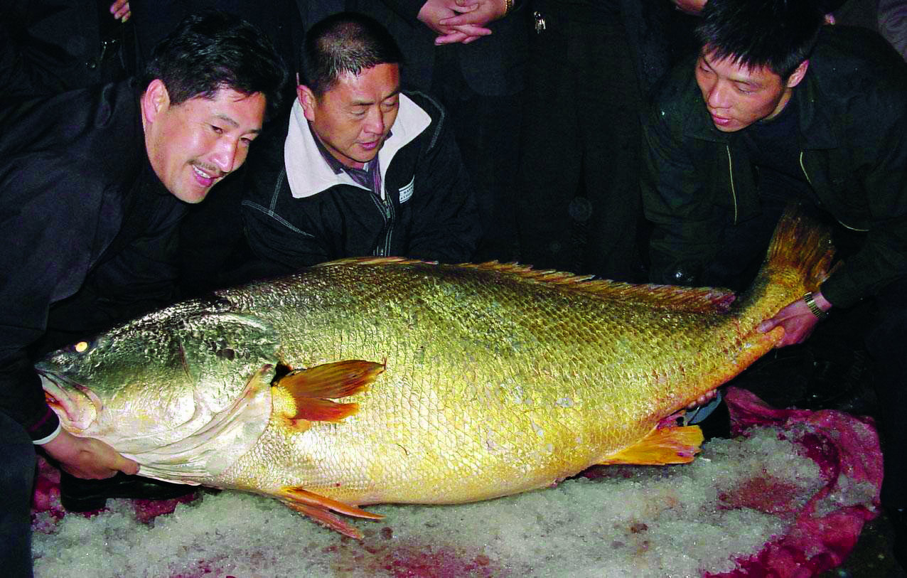 黄唇鱼又名金钱鳘,金钱猛鱼,黄甘等,为肉食性鱼类,成年的黄唇鱼一般以