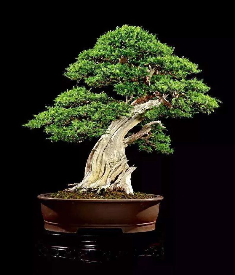树木盆景6个呵护措施，既保证生长发育，亦维持观赏价值