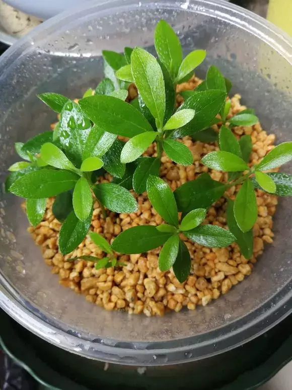 杜鹃茶花插不活,枝条在泥巴里打个滚,大白根呼呼长,新芽猛冒!