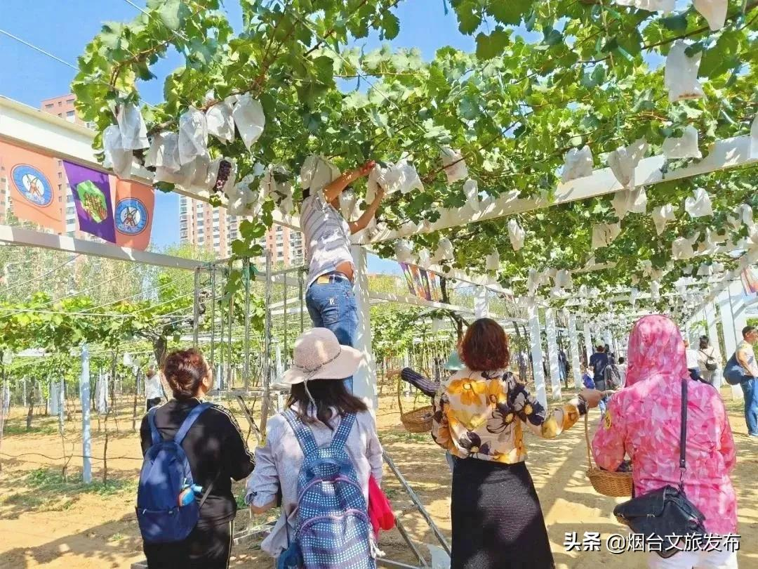 214万+!烟台“国庆”文旅假日圆满收官