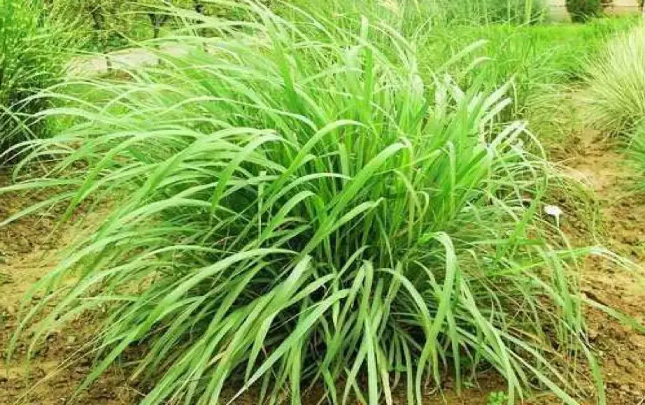 令您回味的中药——香茅