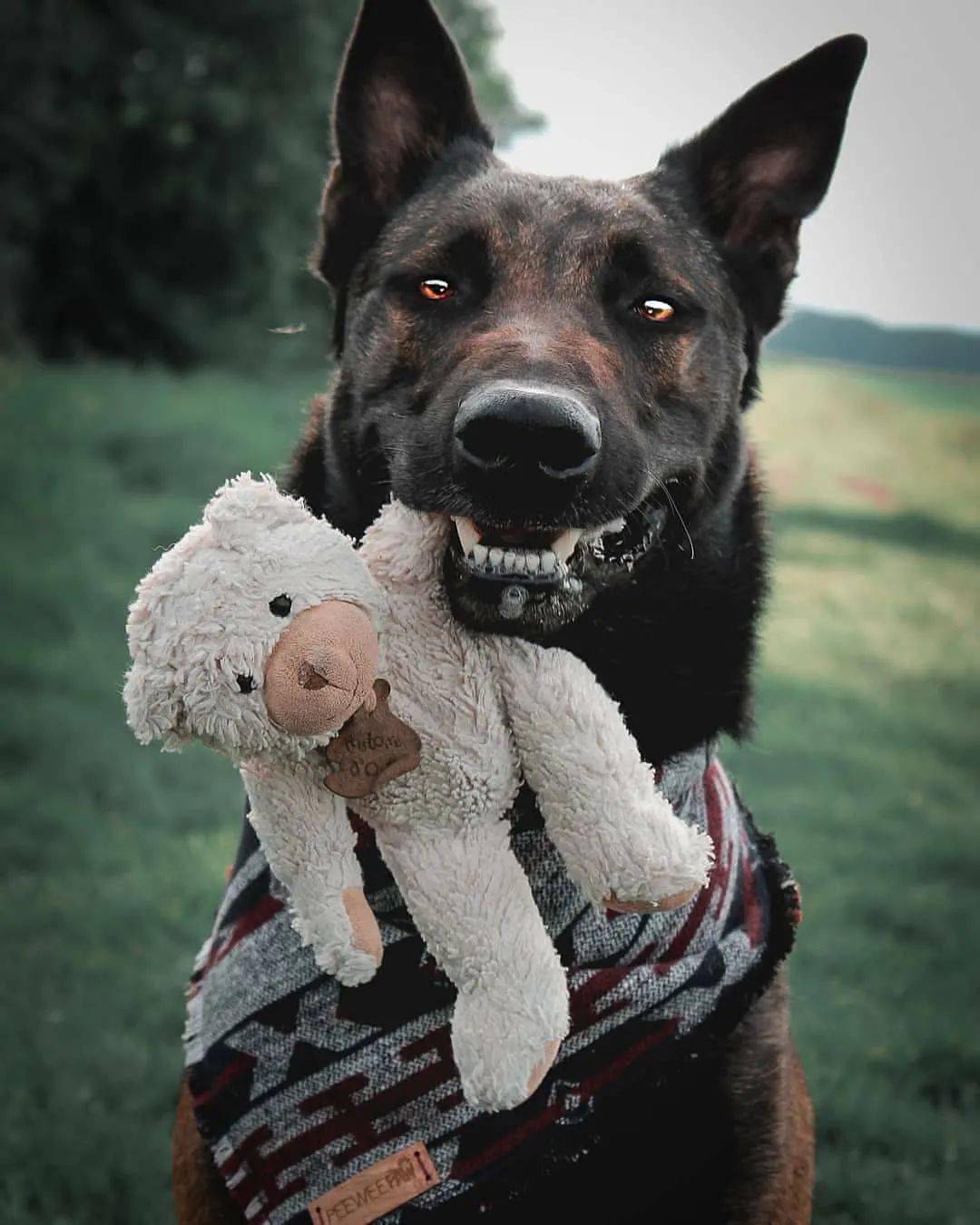 警犬界的新秀：马犬，一只让人不敢养的狗