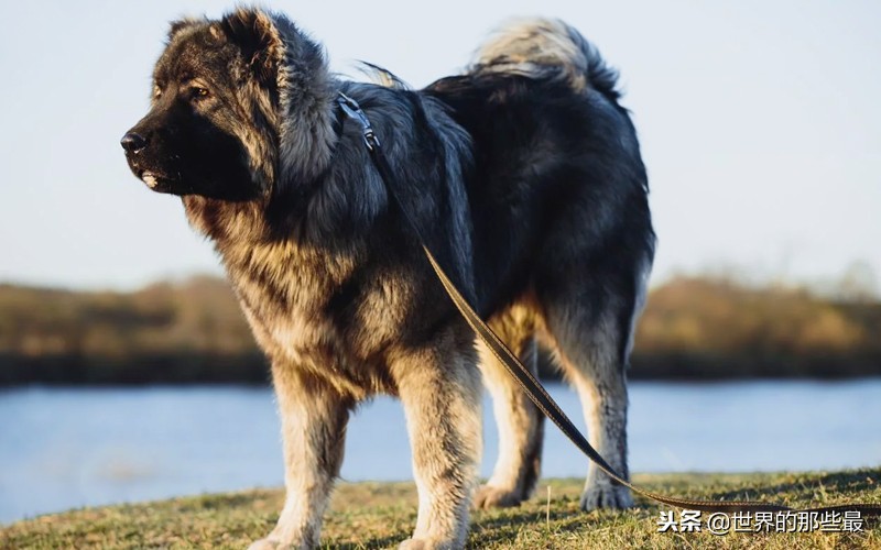 說起猛犬,可能很多人的第一反應就是比特犬或者藏獒,的確這兩種猛犬在