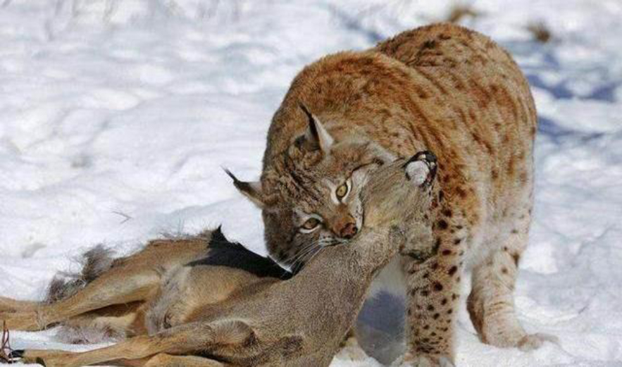外形软萌可爱的猞猁,为何能让凶狠残暴的狼都"秒变怂"呢?