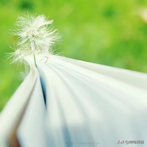 《青春》作者：董卿 朗诵：曹瑛