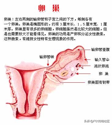 女人器官(女性生殖器官结构解剖（卵巢部分）)