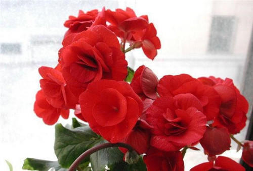 家里过期的食物别再扔了，拿来养花，花都长疯了