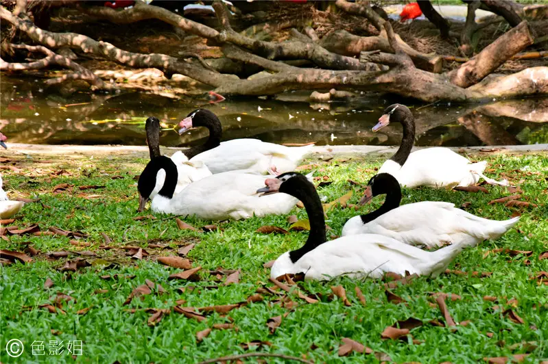 长隆欢乐世界旅游攻略景点必去（三天三夜欢乐长隆之旅）