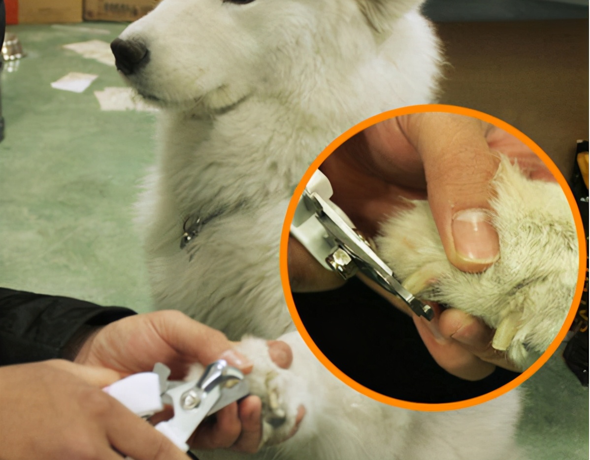 如何安全地修剪你的狗的黑指甲 - 照顾你的狗