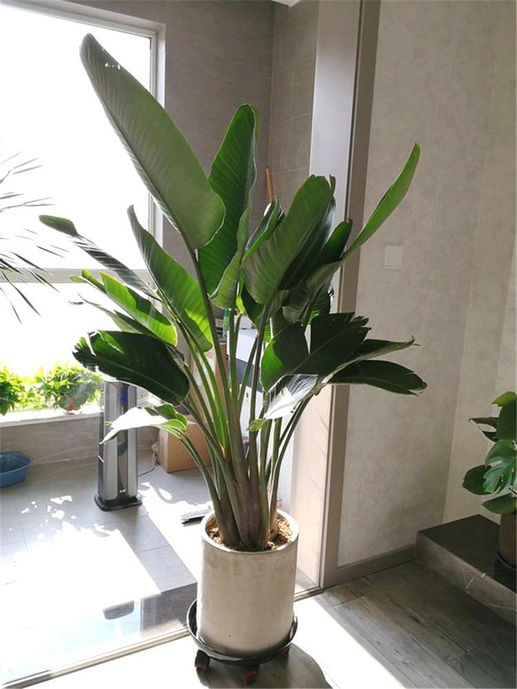 天堂鸟绿植怎么养（教你天堂鸟的正确养殖方法）