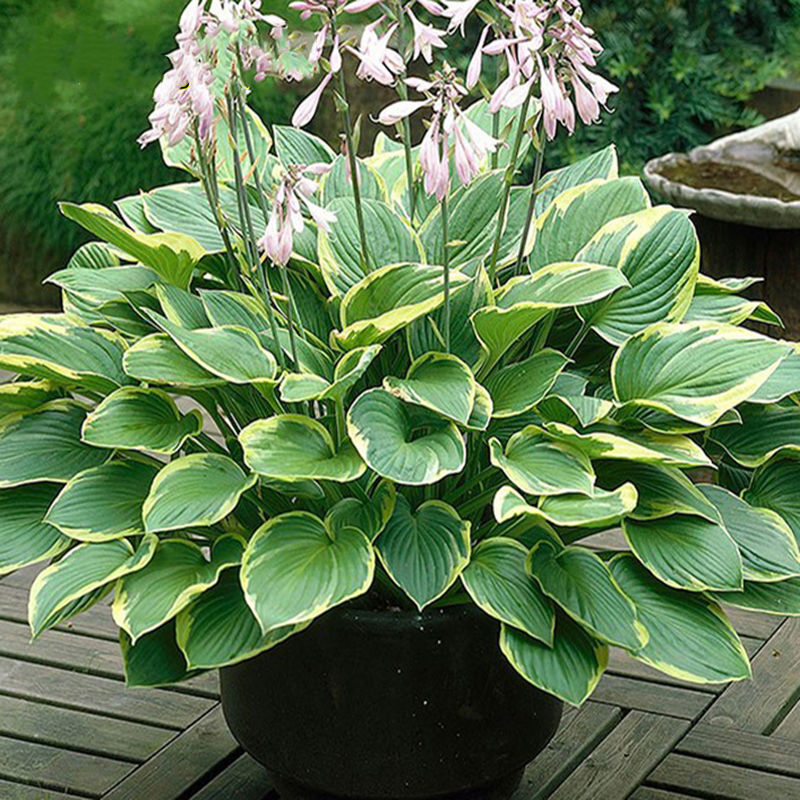 耐寒花卉(北方耐寒花卉)