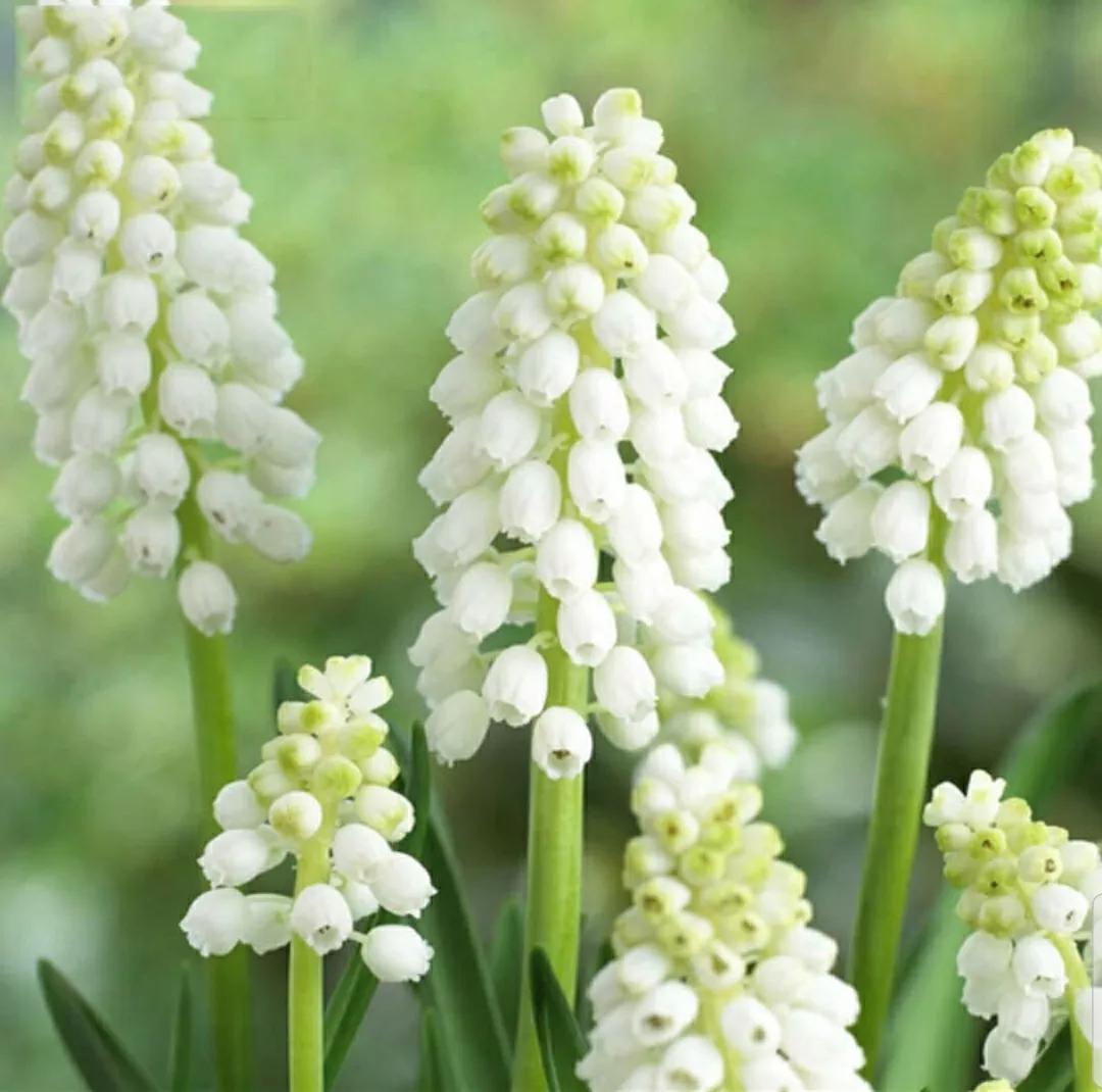 花语传说:风信子,被弃美人花!一见钟情忘不了,蓝色精灵入梦来