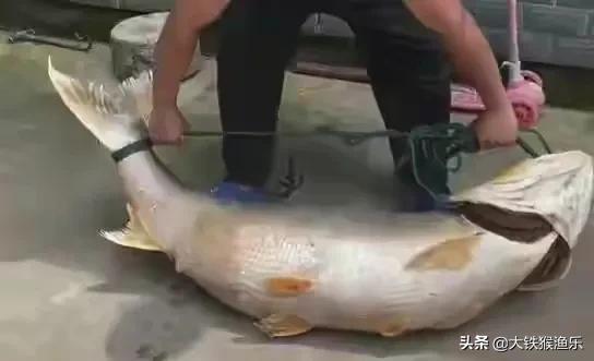 淡水霸主“水老虎”在湖北和上海接连被钓出，网友：这是祸害别放