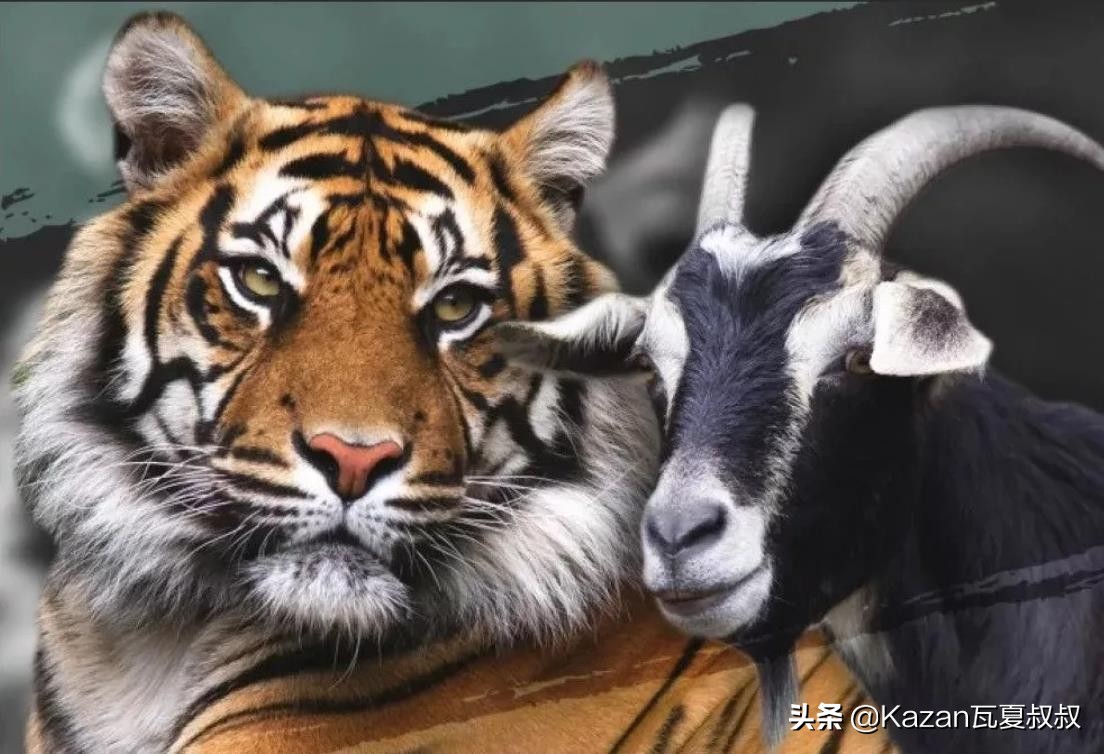 战斗民族怪事多,俄罗斯老虎和山羊的真挚友谊,像情侣一样的生活