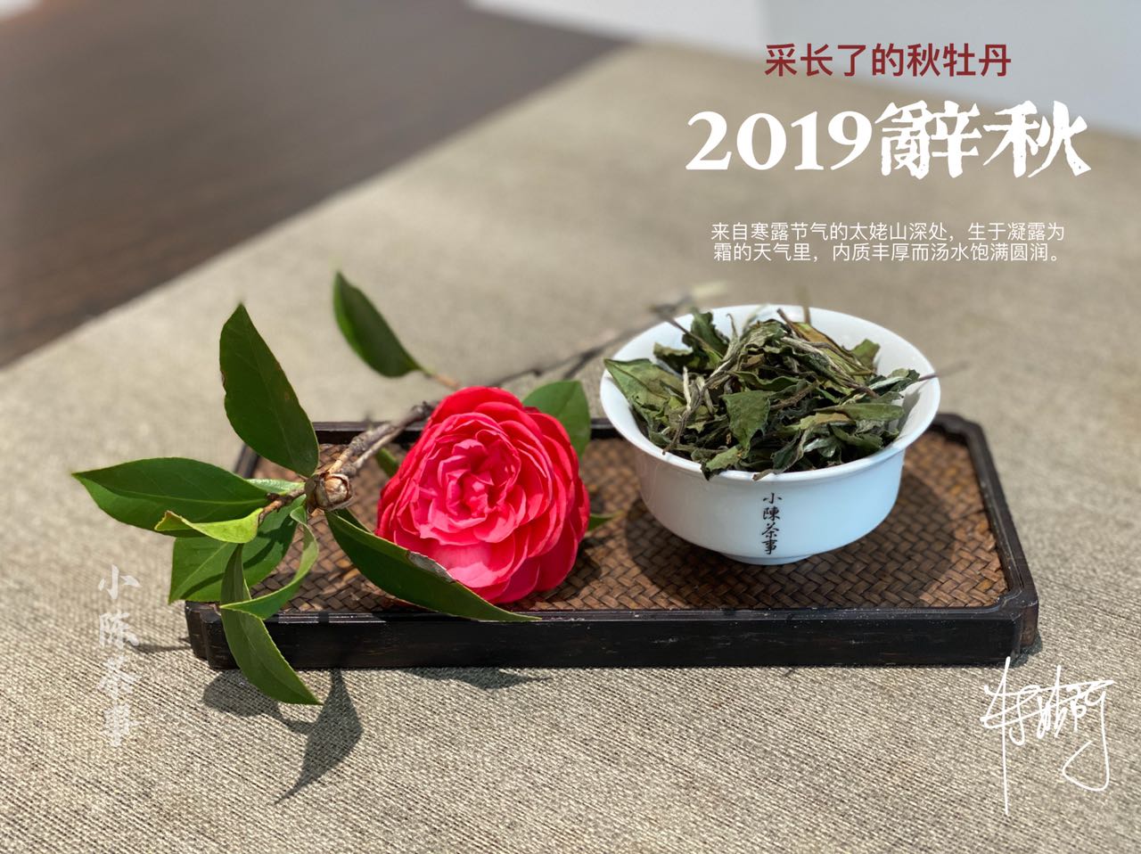 新白茶涩，滋味薄，不满3年不能喝，6个角度教你一次性认清白茶