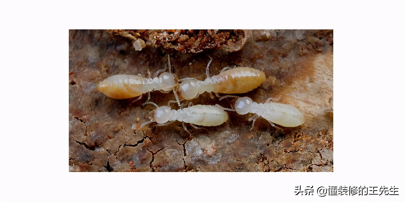 家里有白蚂蚁怎么处理？