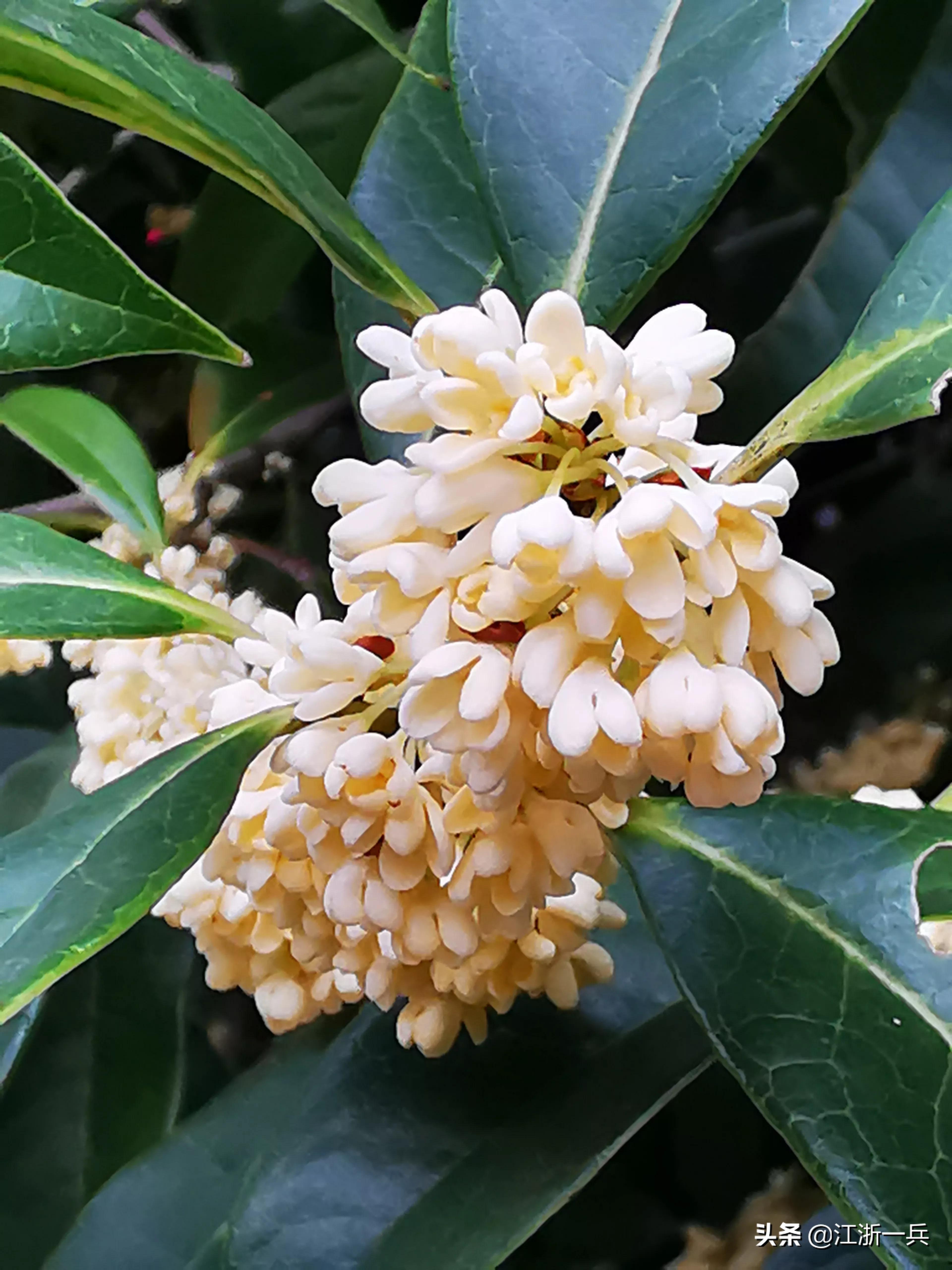 金秋时节丨八月桂花九月开，期待亦美好，花香更醉人