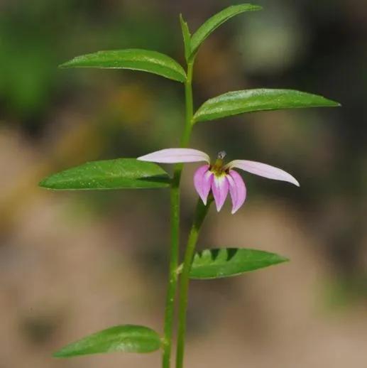 半边莲的功效与作用(药都樟树的传说) - 行就行