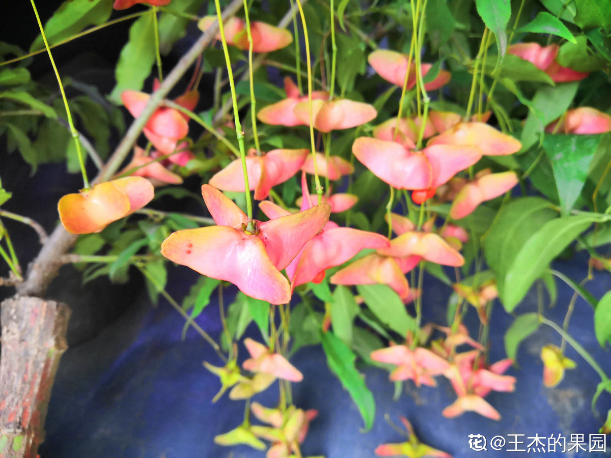 五角金丝吊蝴蝶怎么养忌讳什么精心整理