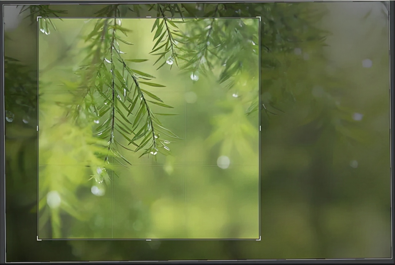 雨天做后期，还得绿一点