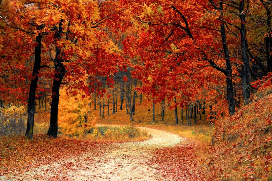 写深秋最美的8首诗词，一起领略别样暮秋景致