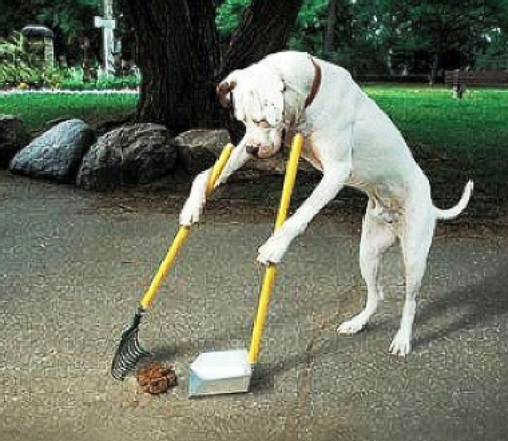 为什么我家的狗那么变态？和别家母狗一见面，就追着人家屁股闻？