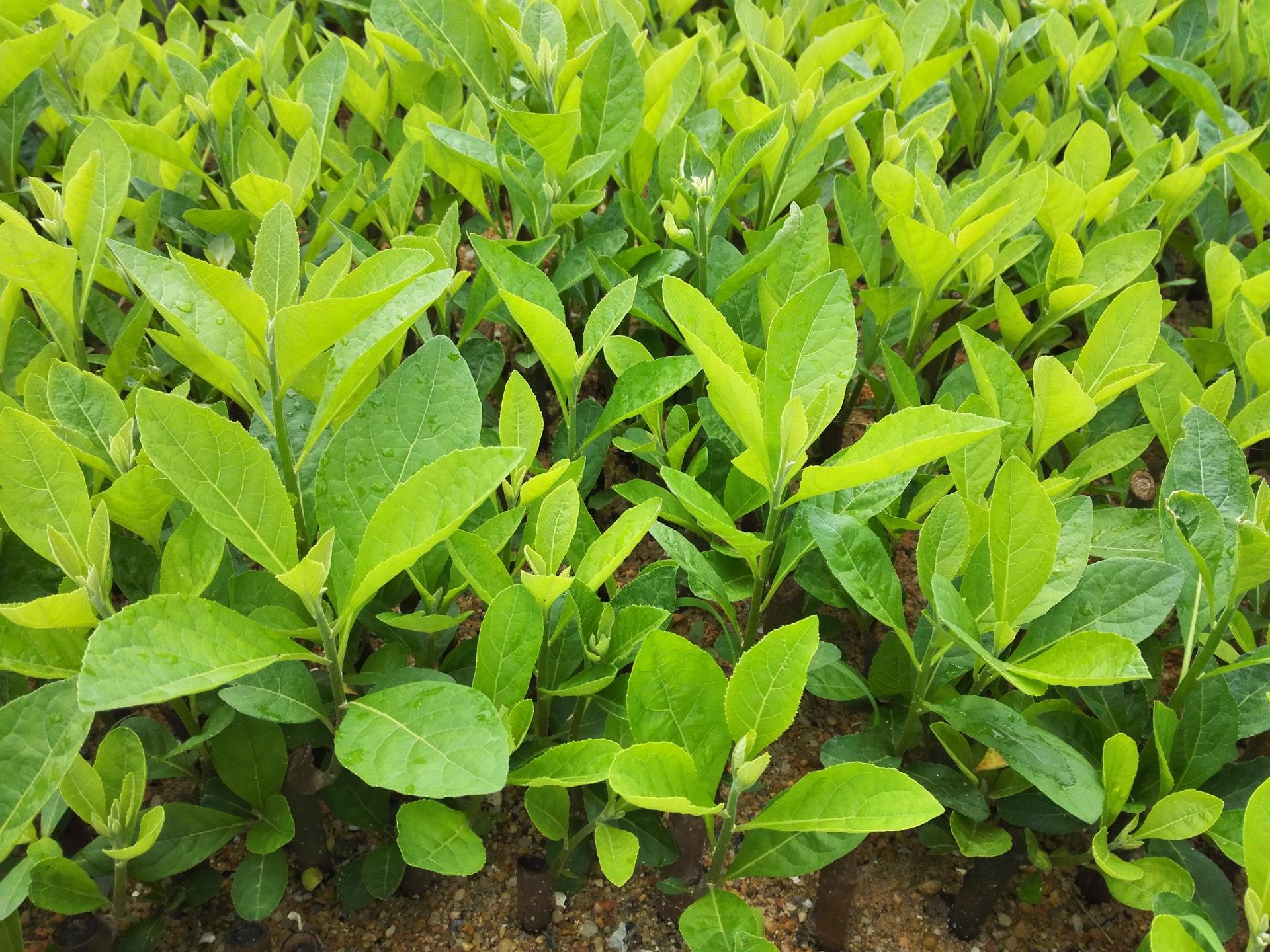 南非叶哪些人不适合吃(一种极为神奇的植物)