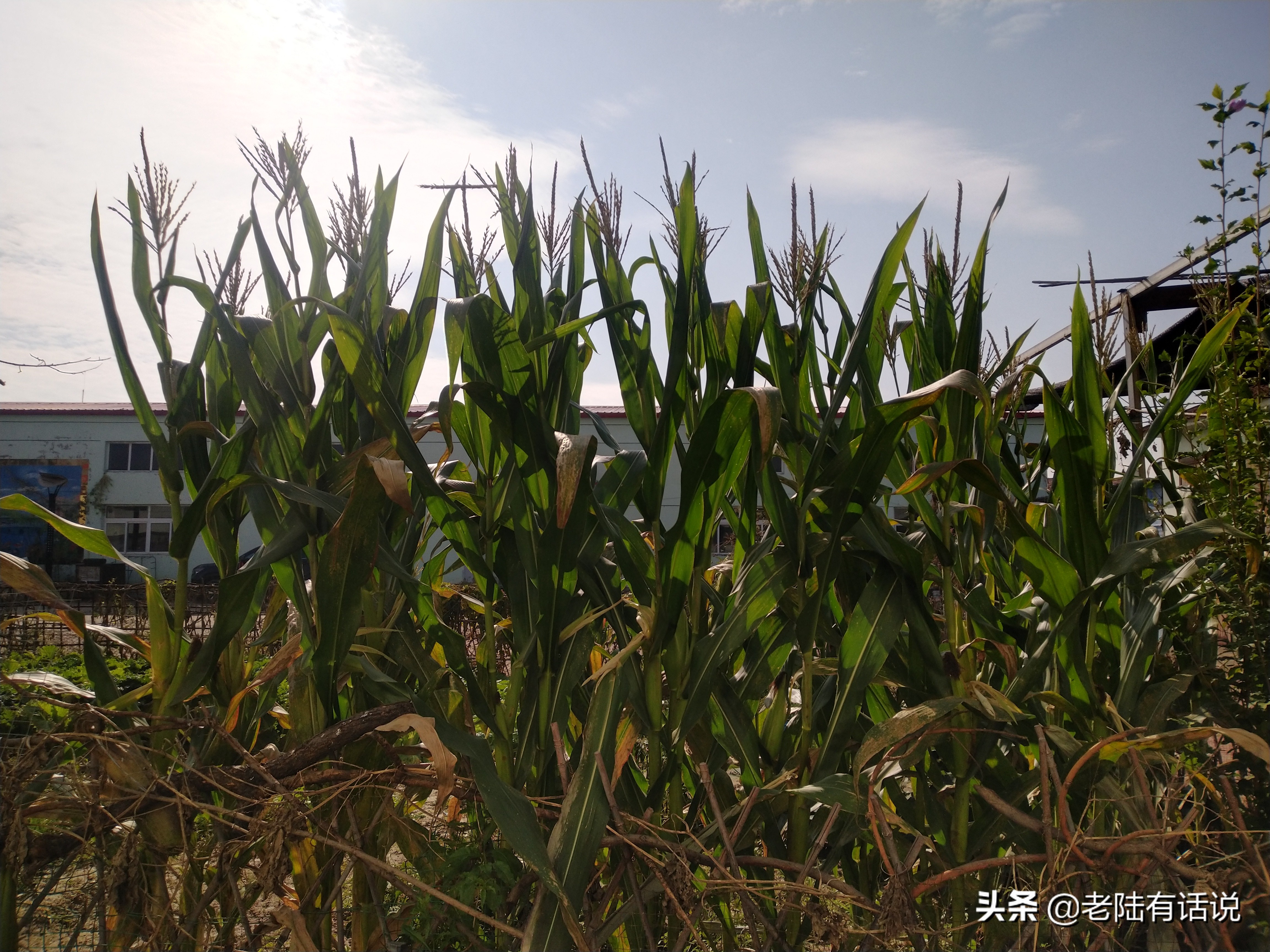 我的城市小菜园，我的田园之梦，金秋收获绿色食品