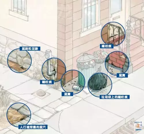 西安一学生因老鼠肆虐致死，老鼠引起的出血热不容小视！