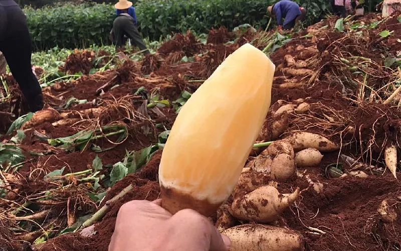 它是一种长在地下的奇葩水果，含糖而不升糖，雪莲果应该怎么吃？