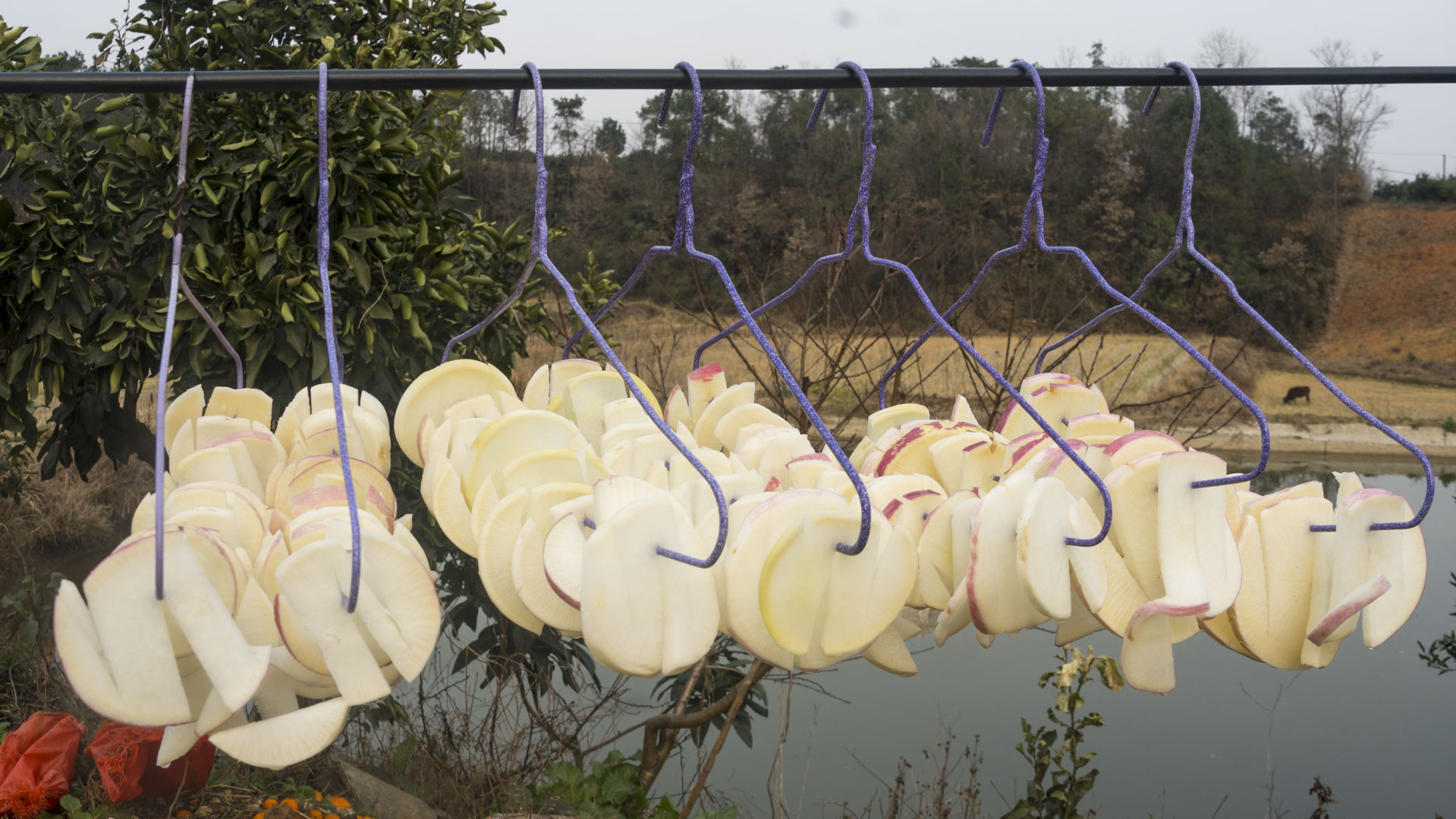 秋天萝卜最养人，教你10道好吃做法，润肺化痰，补气顺气身体好